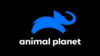 Canal Animal Planet – Ao Vivo
